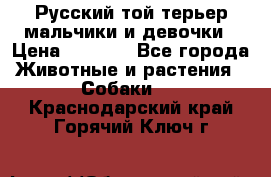 Русский той-терьер мальчики и девочки › Цена ­ 8 000 - Все города Животные и растения » Собаки   . Краснодарский край,Горячий Ключ г.